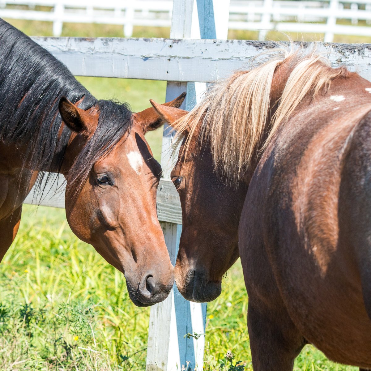 MSSPA Aims to Find Homes for Horses During ASPCA Help A Horse Day
