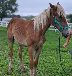 At just 50 pounds underweight, this sweet Belgian colt might seem to be ahead of some of the adult horses in the herd, but sustained deprivation at his young age can have lifelong negative effects. Like most of the horses in this herd, he also needs urgent farrier and dental care.