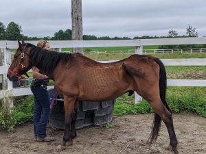 Watching this older gelding hobble slowly off the trailer was truly heartbreaking.