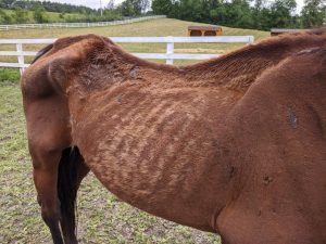 Nearly 200 pounds underweight, covered in rain rot and lice, and with overgrown hooves and sharp teeth, this is one of the most badly neglected horses we have ever seen.